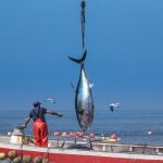 El atún es uno de los productos de excelencia en la costa gaditana