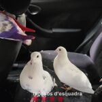 Cinco detenidos en Gavà por robar 16 palomas de competición