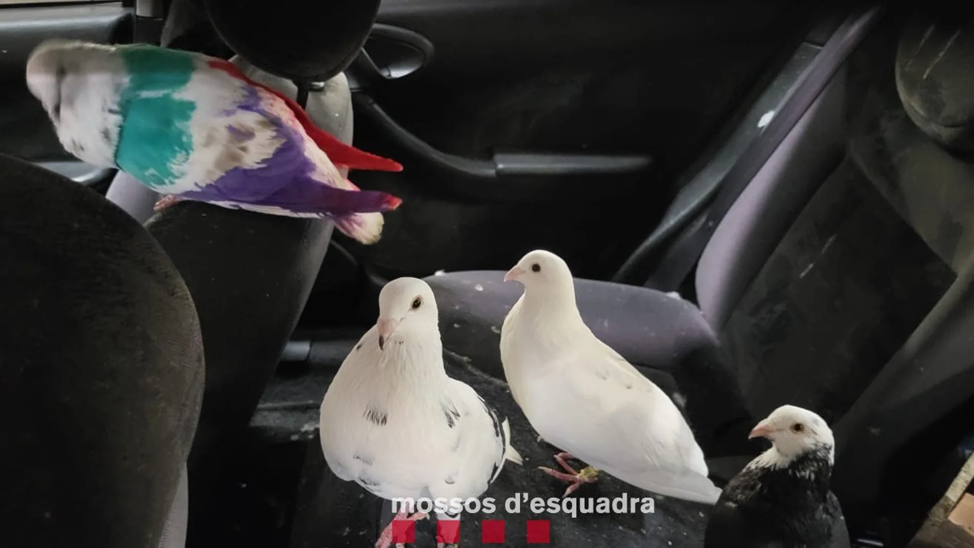 Cinco detenidos en Gavà por robar 16 palomas de competición