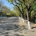 ¿Por qué se pintan de blanco los troncos de los árboles?