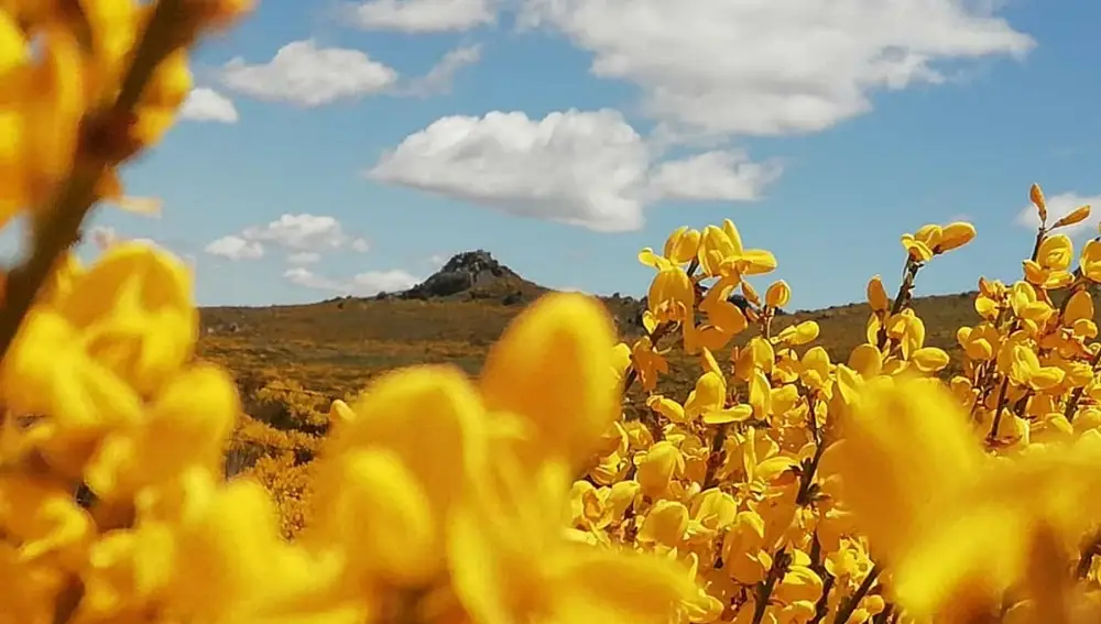 En esta zona del Parque Regional de la Sierra de Gredos se pueden contemplar grandes extensiones de monte en flor, con el Circo de Gredos como telón de fondo con hasta 23 variedades