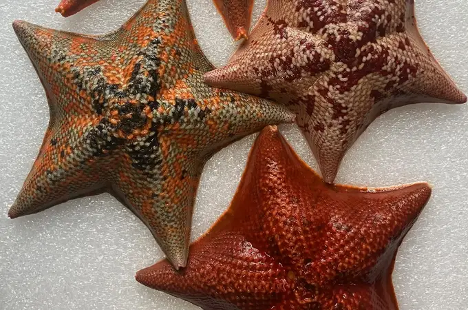 Las estrellas de mar podrían enseñarnos a crear órganos artificiales