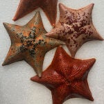Estrellas de mar (Patiria miniata) con colores y dibujos variados en el Laboratorio de Biología Marina, Woods Hole