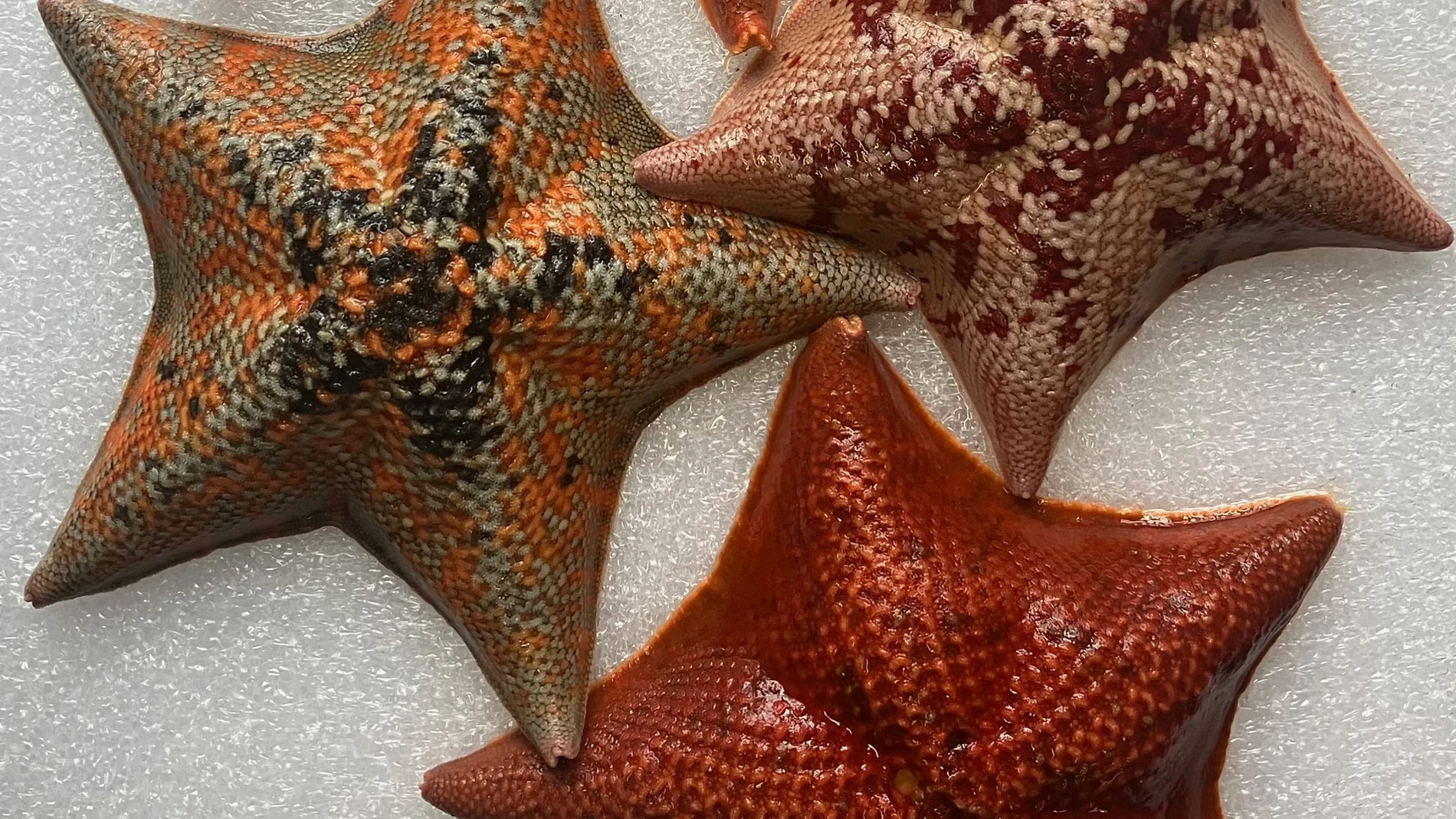 Estrellas de mar (Patiria miniata) con colores y dibujos variados en el Laboratorio de Biología Marina, Woods Hole