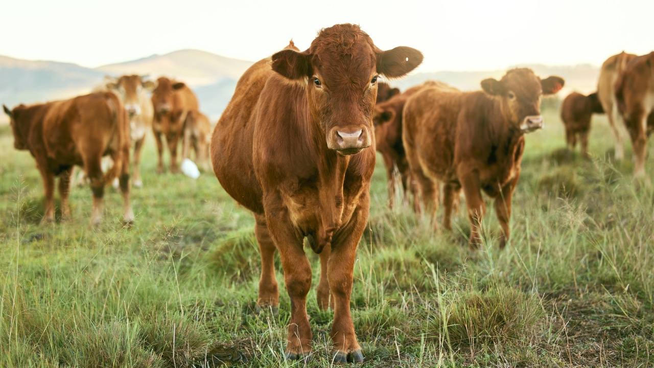 Sectores Rurales Qué es S.O.S. Rural, el movimiento que ha logrado despertar y unir al ...
