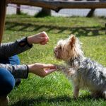 ¿Cuáles son las únicas órdenes que realmente necesita aprender tu perro?