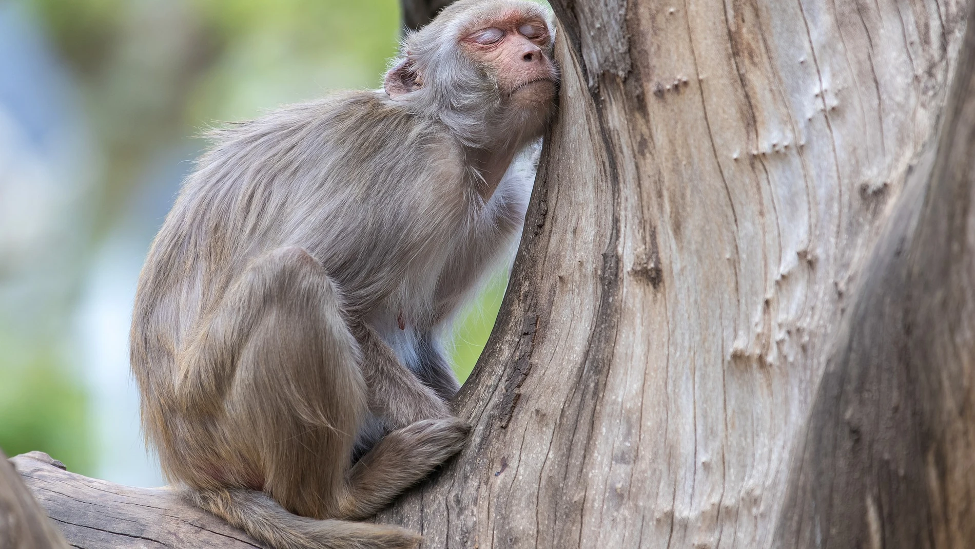 Los humanos somos los menos dormilones de la familia de los primates, seguidos de cerca por los chimpancés