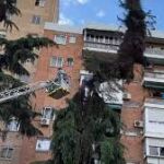 Los Bomberos de Madrid retiran tres grandes nidos de cotorras en Carabanchel
