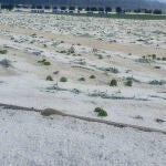 Agricultores de Lorca evalúan los daños del granizo y dan por perdida la sandía 