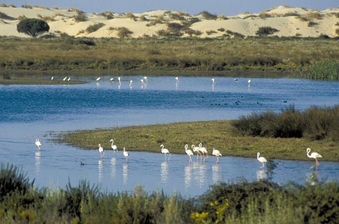 La Junta aumenta la inversión en la protección de Doñana