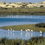 La Junta aumenta la inversión en la protección de Doñana