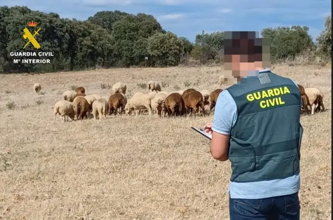 La Guardia Civil de Badajoz esclarece el robo de 50 ovejas en un pueblo de la provincia