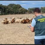 Un agente de la Guardia Civil junto a las ovejas recuperadas