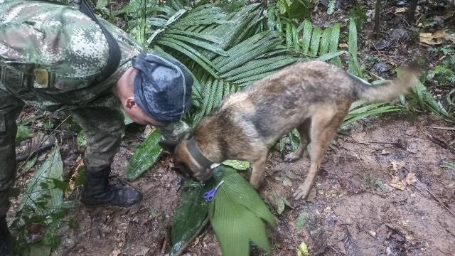 Las autoridades hallaron un biberón y una fruta a medio comer lejos del accidente de avión en la selva colombiana