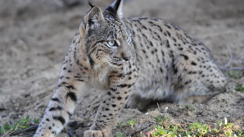 Un ejemplar de lince ibérico