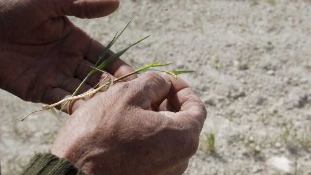 GRAFCVA2798. ALCOY (ALICANTE), 14/04/2023.- Un labrador muestra los efectos devastadores que la sequía y el calor producen sobre su plantación de cereal cuando los agricultores de secano miran con temor a 2024 tras una cosecha que en el sur de la Comunitat Valenciana es "desastrosa" por la sequía, con pérdidas que superan el 90 y el 95 % de las hectáreas, y si no llega la lluvia, algunos cultivos como el almendro tendrán que ser replantados.