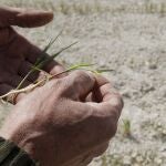 GRAFCVA2798. ALCOY (ALICANTE), 14/04/2023.- Un labrador muestra los efectos devastadores que la sequía y el calor producen sobre su plantación de cereal cuando los agricultores de secano miran con temor a 2024 tras una cosecha que en el sur de la Comunitat Valenciana es "desastrosa" por la sequía, con pérdidas que superan el 90 y el 95 % de las hectáreas, y si no llega la lluvia, algunos cultivos como el almendro tendrán que ser replantados.