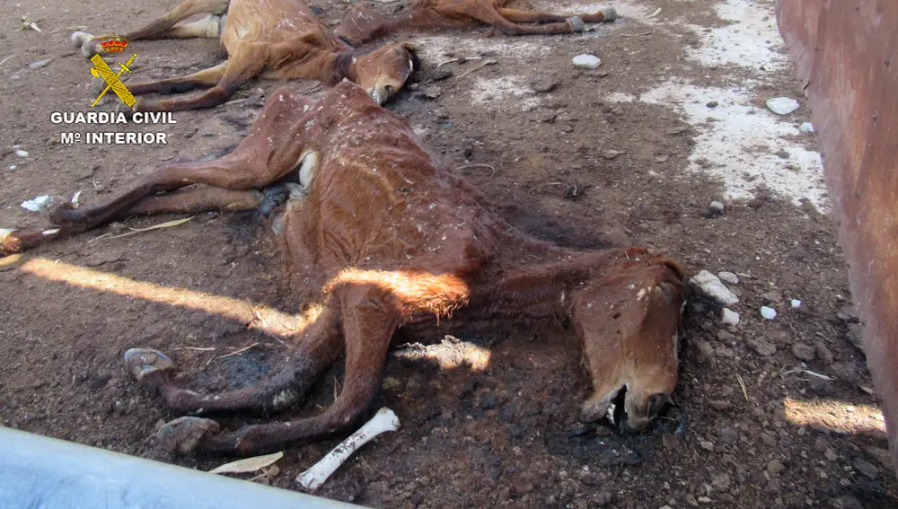 La presunta omisión en el cuidado de los animales ha originado la muerte de más de una treintena de caballos