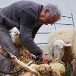 Sexta edición de la Feria ‘Carea. Redil de Conocimientos, razas y productos locales’ organizada por la Junta Vecinal de Cerezales del Condado