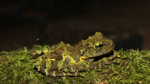 Theloderma khoii 