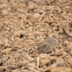 El Itacyl investiga cómo defender a los cultivos del topillo campesino