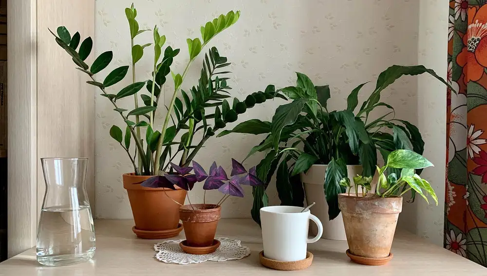 15 plantas de interior que no necesitan luz natural (o muy poca)