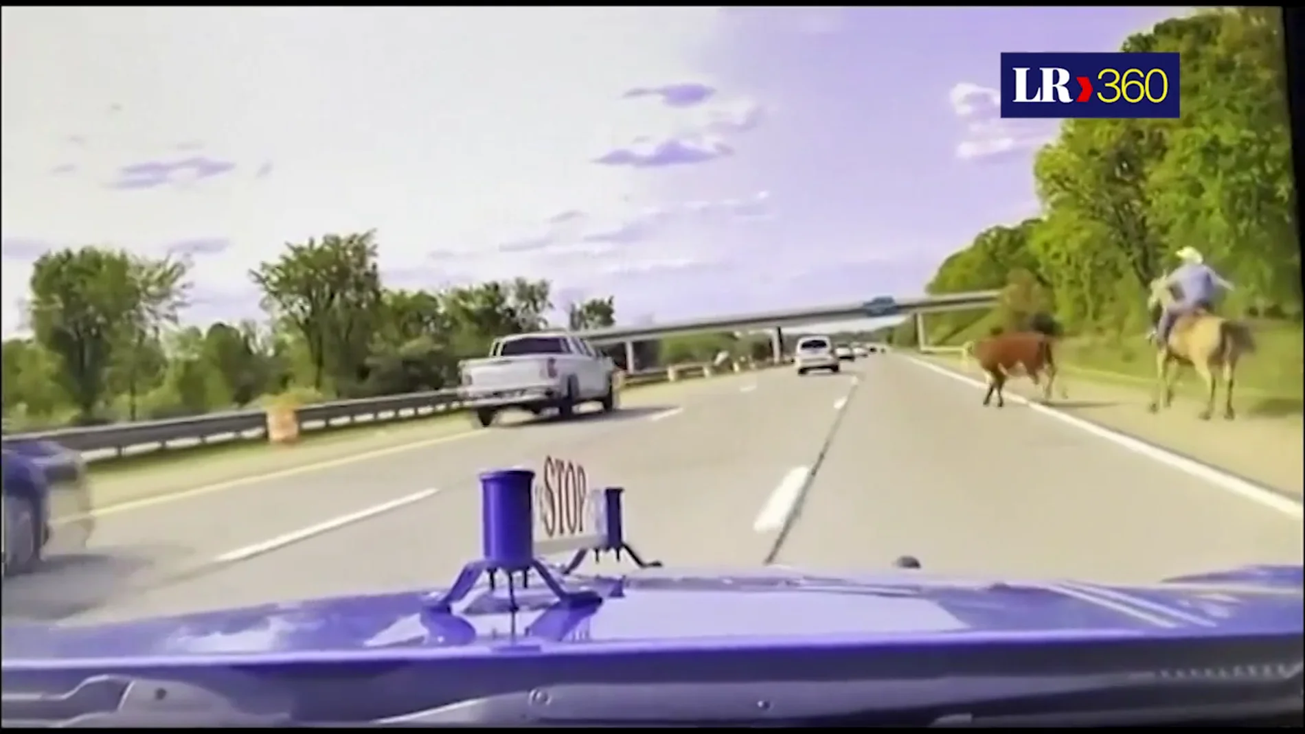 Un vaquero a caballo persigue a un novillo en una autopista de EEUU