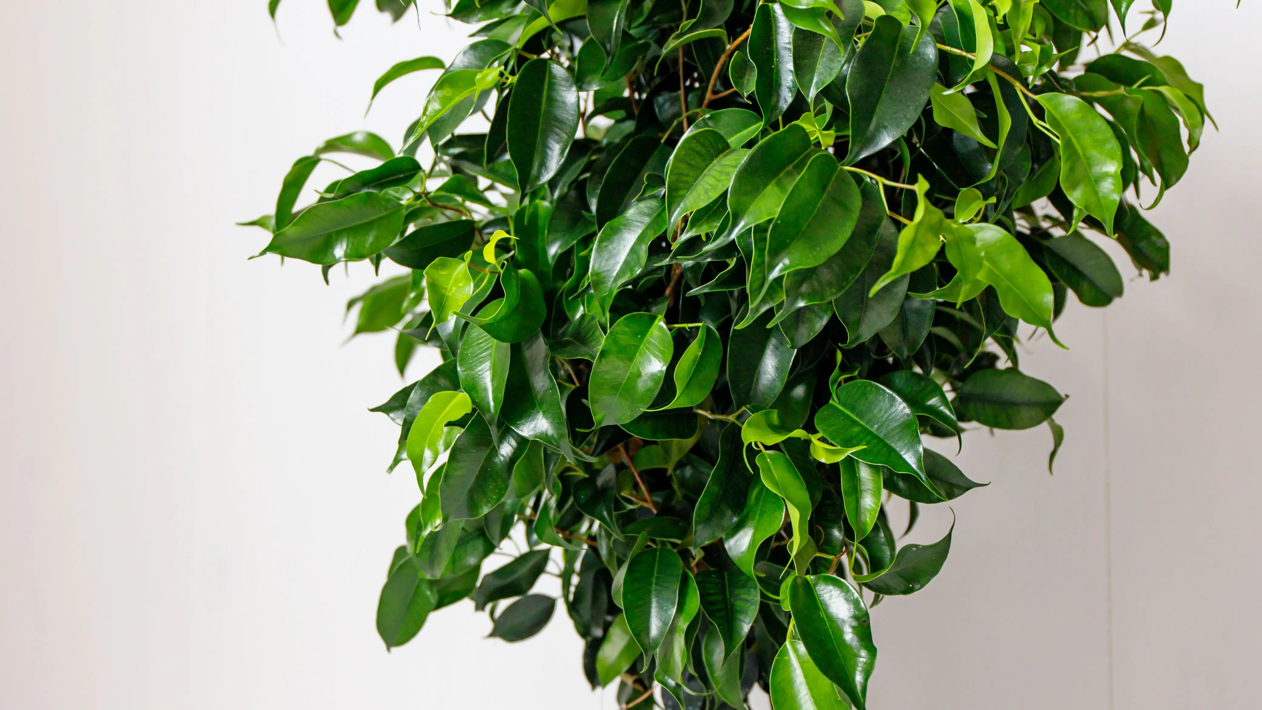 Ficus