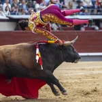 El diestro Francisco de Manuel es volteado por su primer toro, este sábado en el decimosexto festejo de la feria de San Isidro, en el que se torean reses de El Pilar, en la Monumental de Las Ventas.
