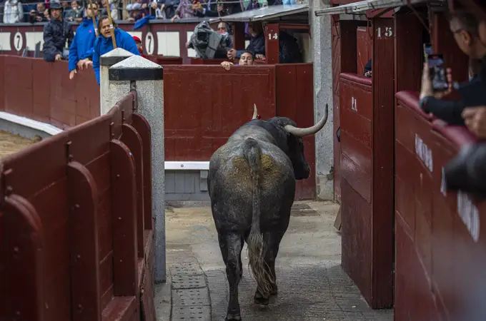 Así fue el salto al callejón del imponente toro de Adolfo Martín en Las Ventas
