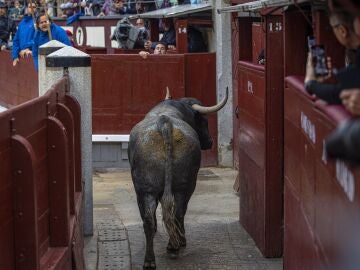 Así fue el salto al callejón del imponente toro de Adolfo Martín en Las Ventas