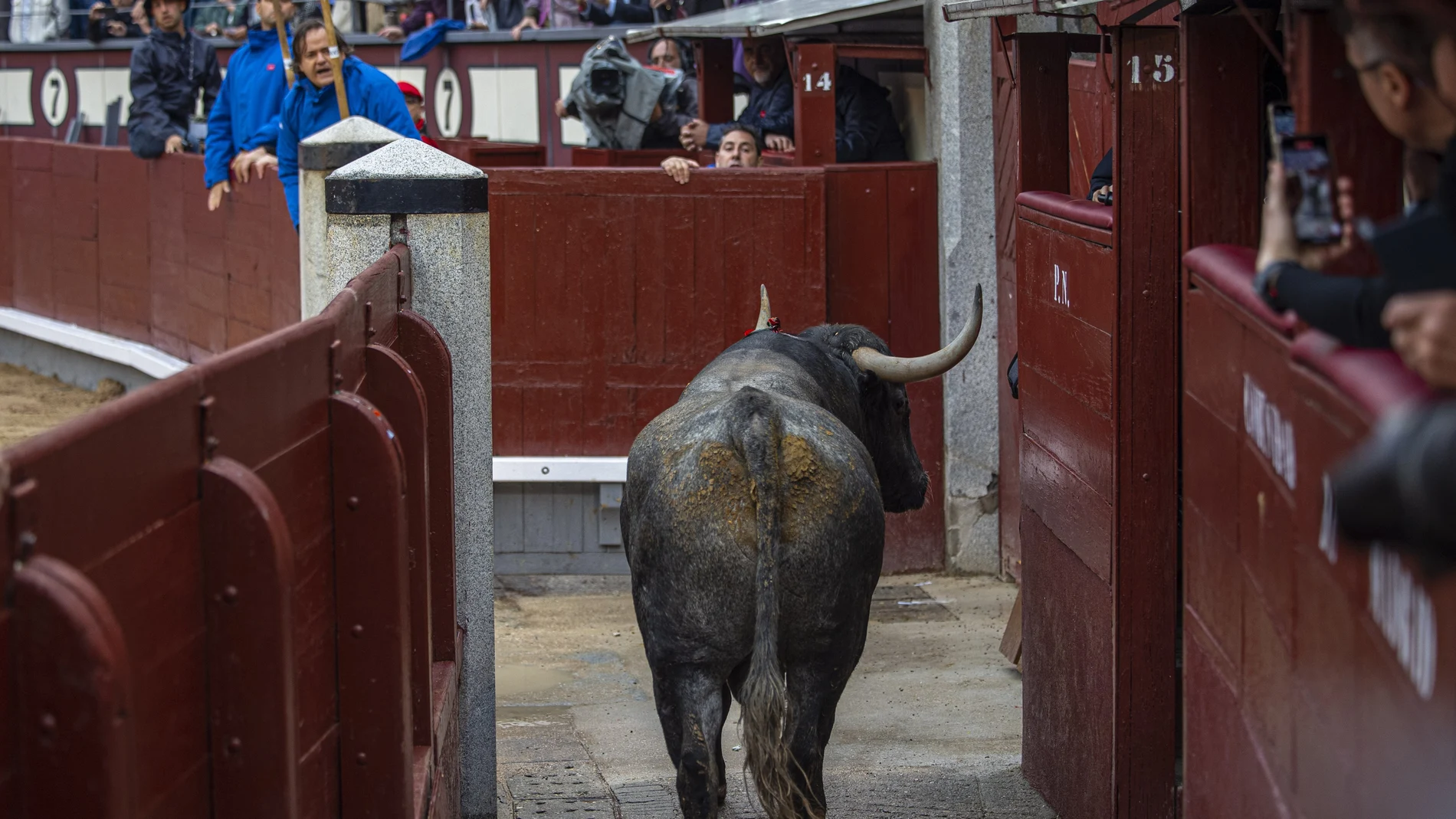 Uno de los toros de Adolfo Martín salta momentáneamente al callejón durante el decimosexto festejo de la Feria de San Isidro, que se celebra este domingo en la Monumental de las Ventas, Madrid.