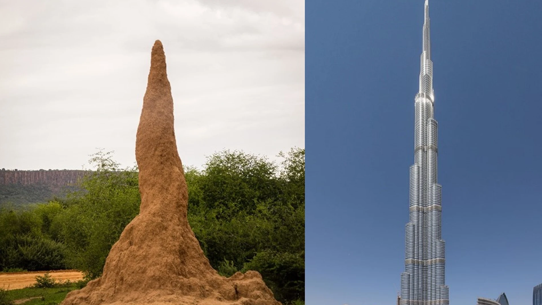 A la izquierda, un termitero en Waterberg, Namibia. A la derecha, el Burj Khalifa, el edificio que ostenta el récord del mundo de altitud con 829,8m en Dubai, Emiratos Árabes.