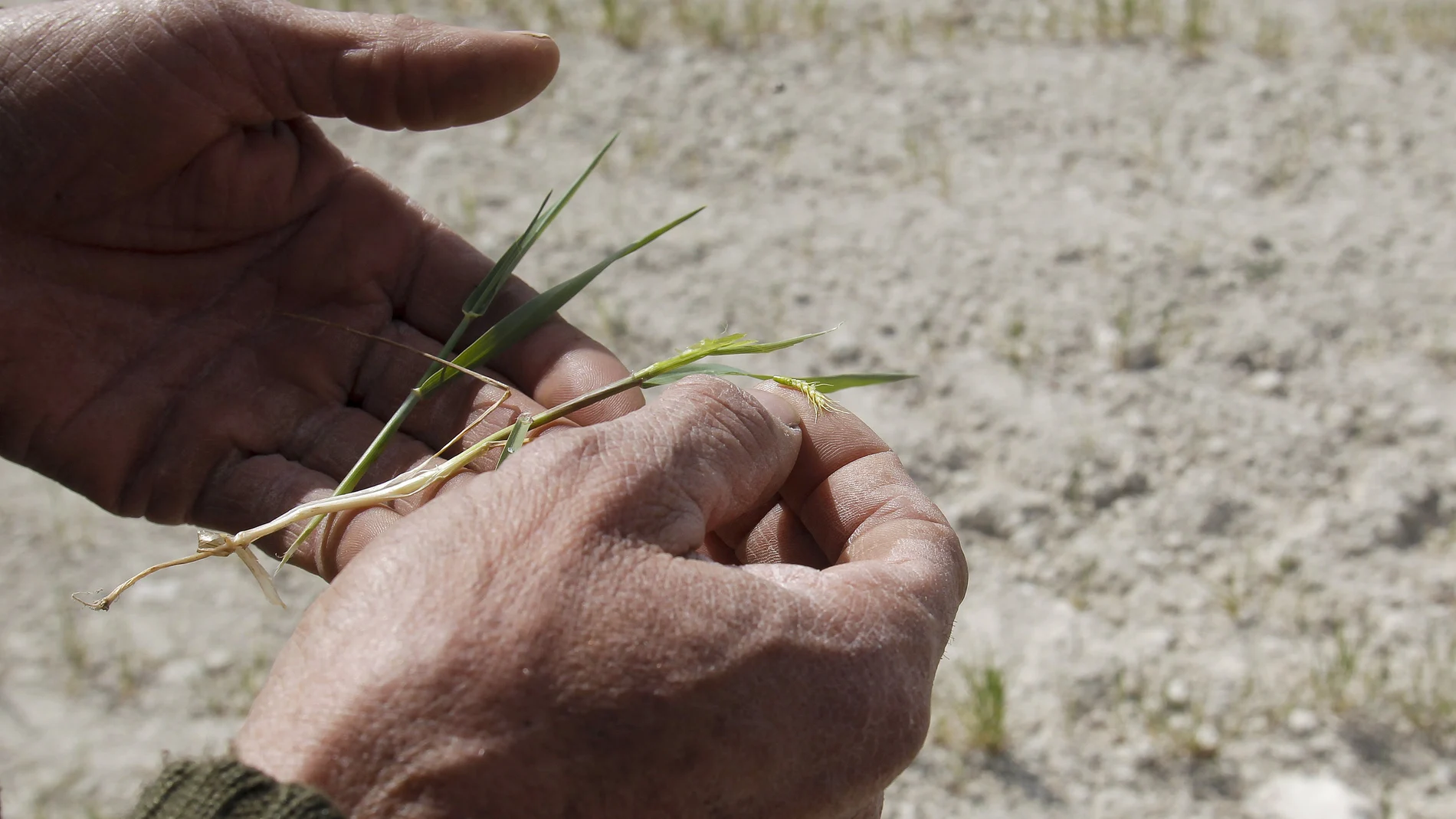 Un labrador muestra los efectos devastadores que la sequía y el calor producen sobre su plantación de cereal.
