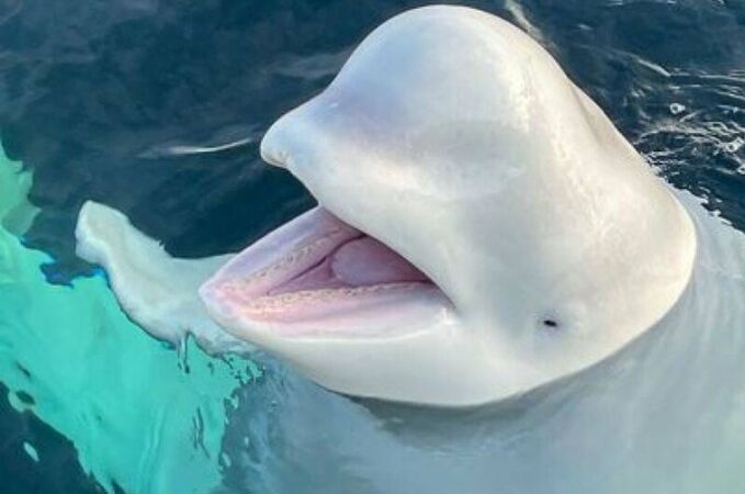 La ballena espía rusa cuando fue descubierta en Noruega en 2019