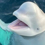 La ballena espía rusa cuando fue descubierta en Noruega en 2019