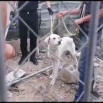 Extremadamente delgada y abandonada: Investigan a los dueños de una perra por maltrato animal en Murcia