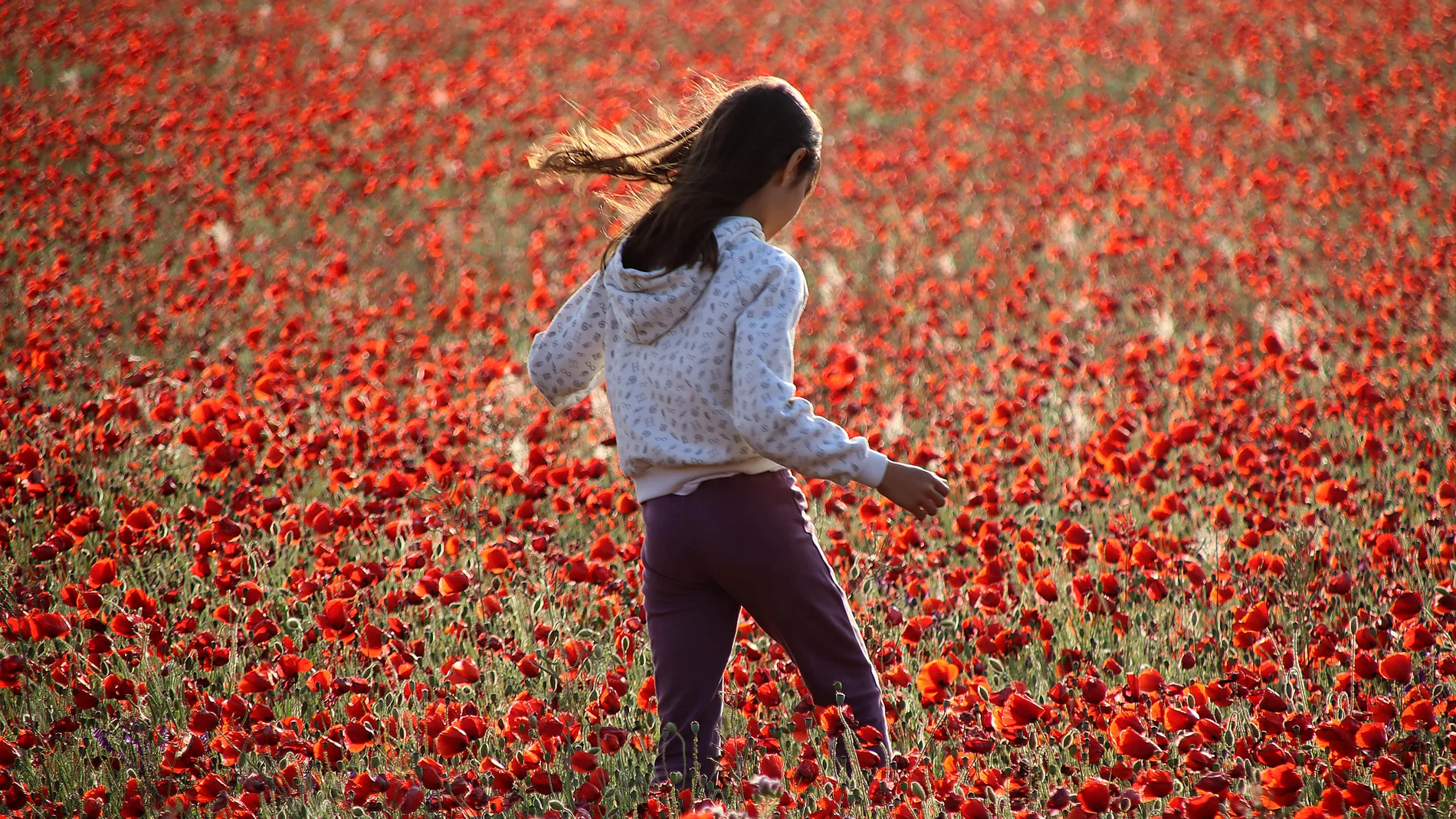 El campo de Castilla y León se tiñe de rojo. Una niña en un campo de amapolas en la provincia de León