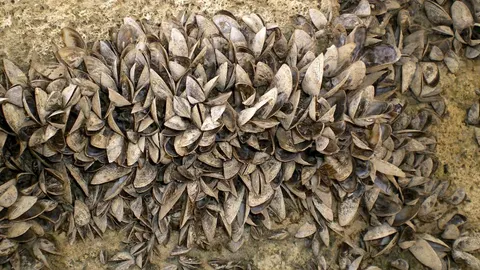 El mejillón cebra puede llegar a taponar tuberías