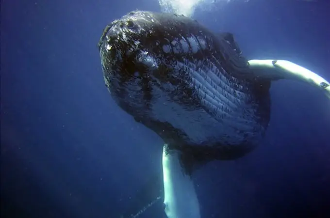 Las ballenas no salvarán el clima: ¿Las necesitamos?