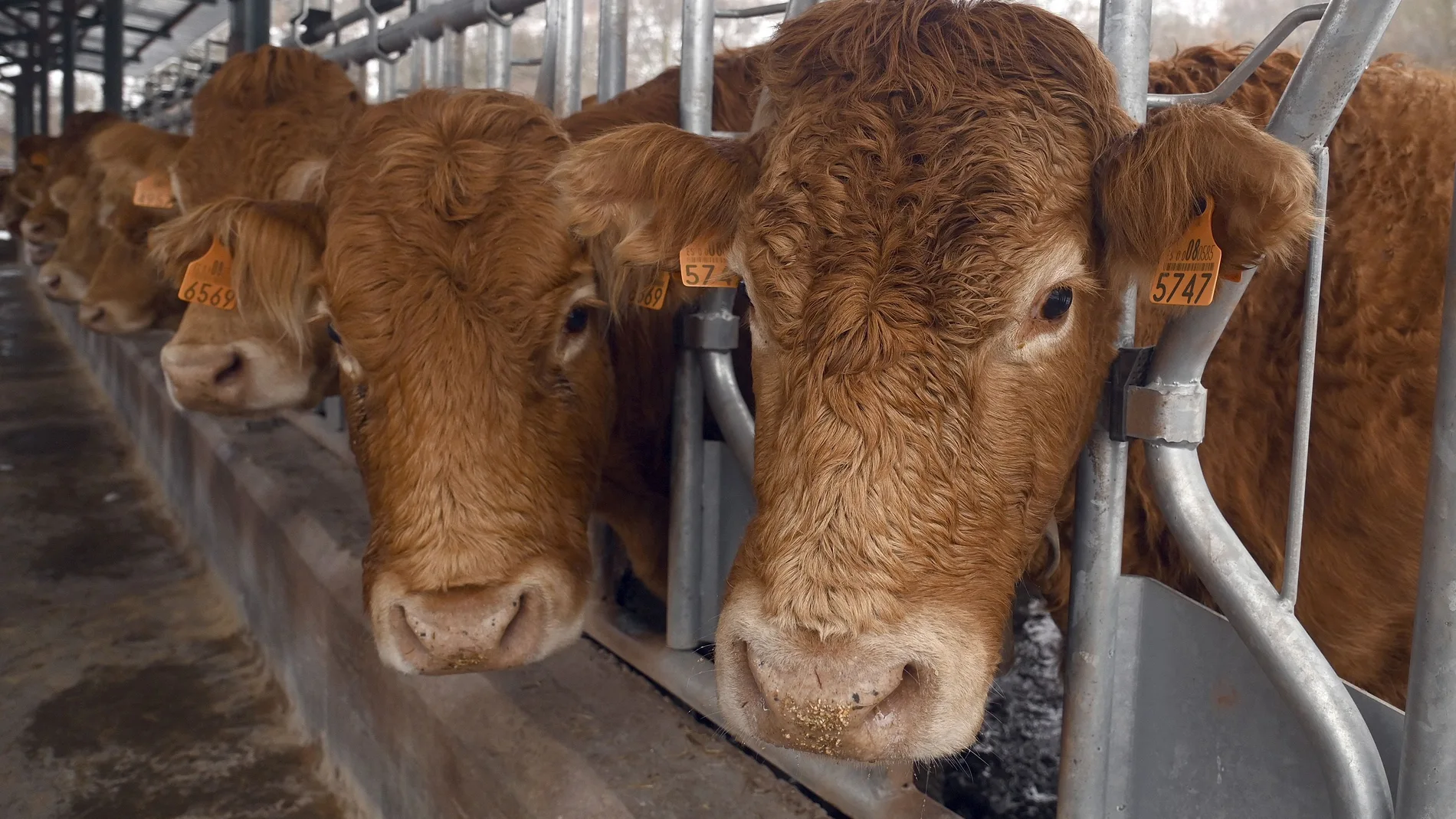 Explotación bovina de Burgos