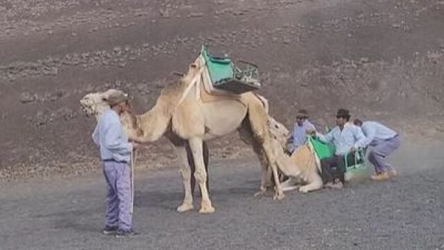 Imagen de maltrato hacia una cría de camello en Lanzarote