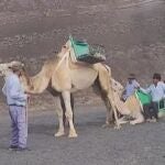 Imagen de maltrato hacia una cría de camello en Lanzarote