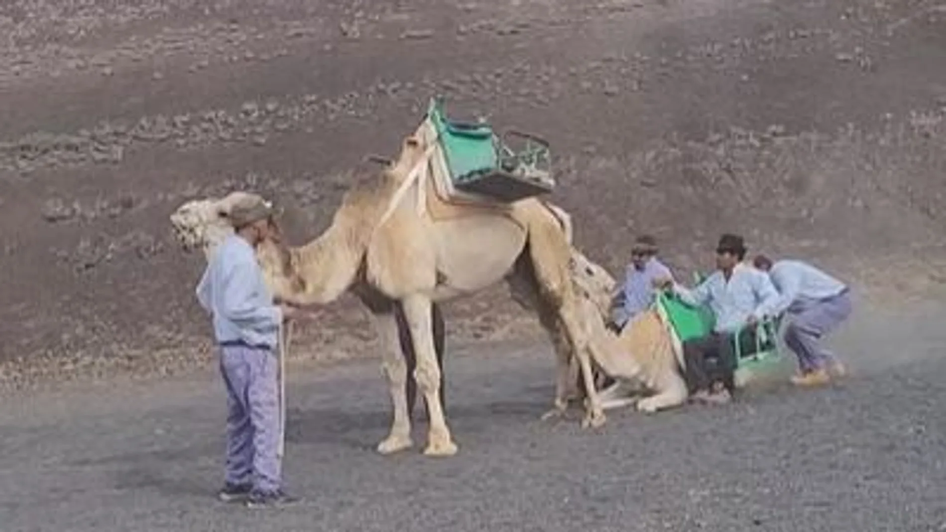 Imagen de maltrato hacia una cría de camello en Lanzarote