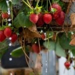 Huelva produce el 30% de los frutos rojos de la UE