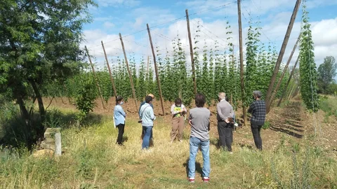 Visita guiada sobre el lúpulo y la cerveza en Carrizo de la Ribera