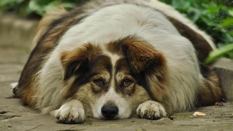 El sobrepeso en perros puede venir determinado desde la infancia