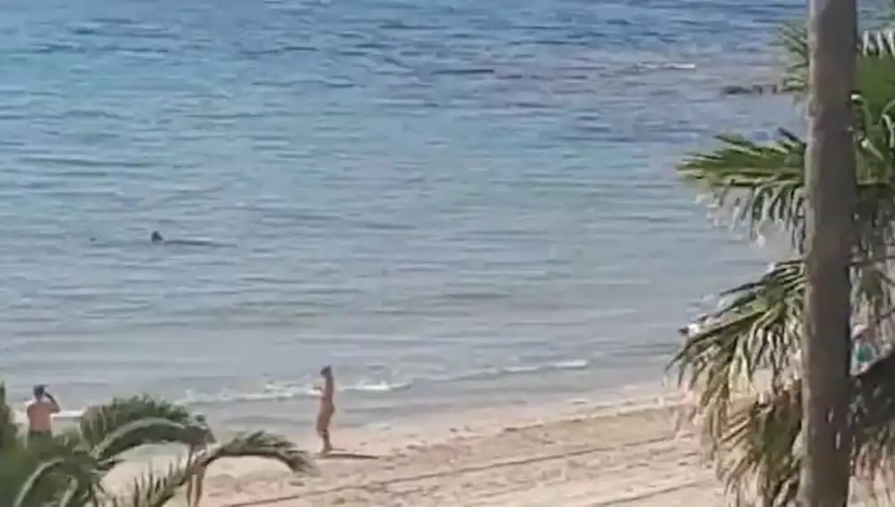 Un tiburón tintorera siembra el pánico en una playa de Alicante