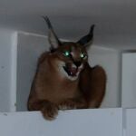 La Guardia Civil se topa con un lince suelto en el registro de una vivienda