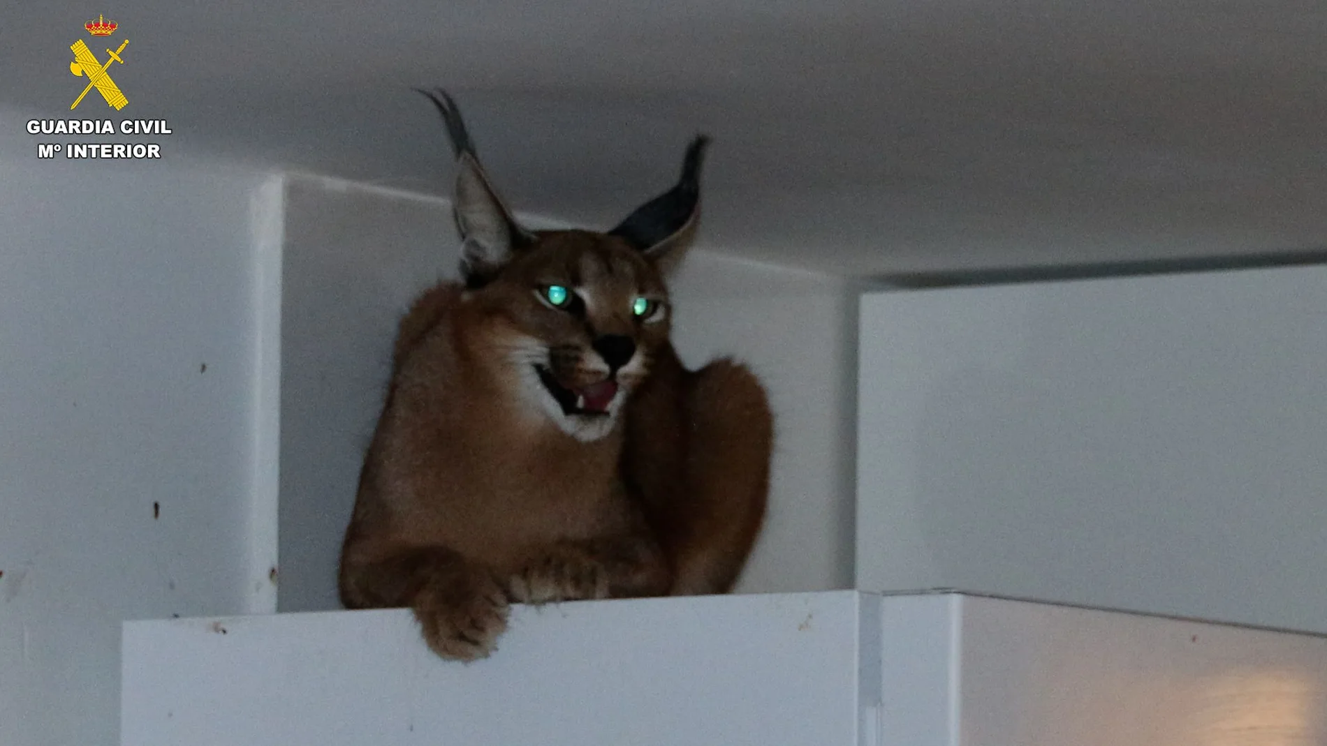 La Guardia Civil se topa con un lince suelto en el registro de una vivienda